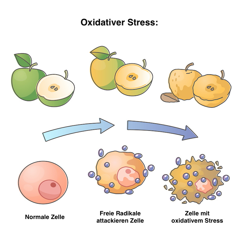 Grafische Darstellung: So entsteht oxidativer Stress in der Zelle