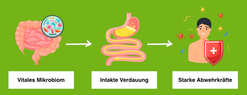 Grafische Darstellung: Probiotische Mikroorganismen für eine intakte Verdauung und robustes Immunsystem