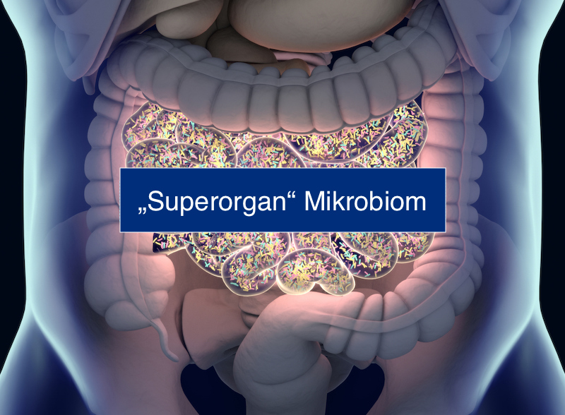 Grafische Illustration des Superorgans Mikrobiom